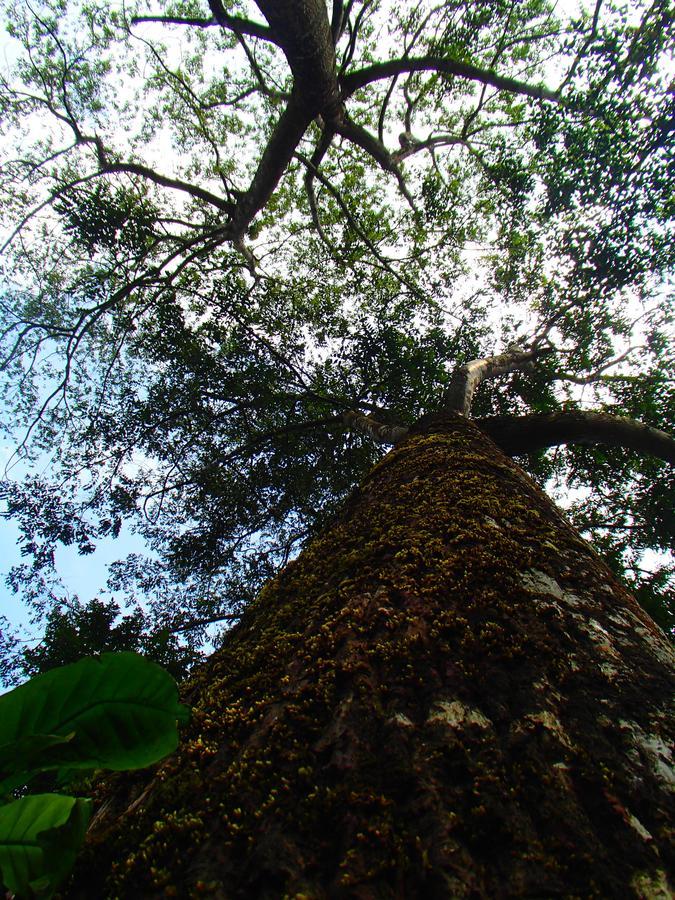 Coorg 4 C'S Little Paradise Madikeri Exterior photo